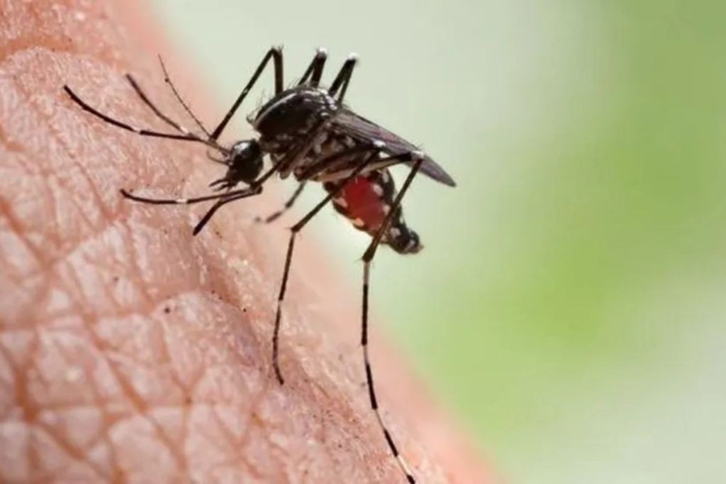 Aracaju registra alta infestação do Aedes aegypti em quatro bairros