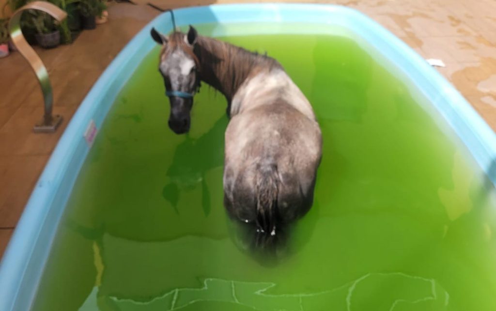 Égua é resgatada após cair em piscina na Barra dos Coqueiros