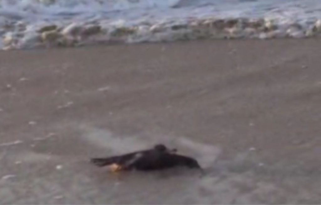 Mortes de aves marinhas na Praia da Aruana em Aracaju levantam preocupações