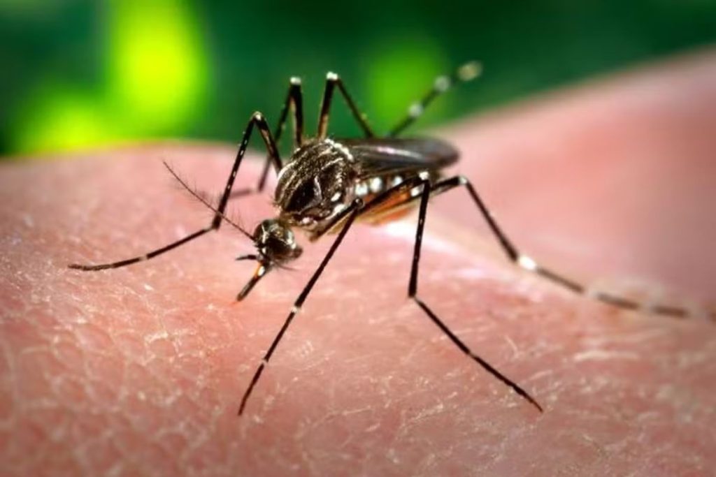 Sete cidades sergipanas apresentam alta infestação do Aedes aegypti