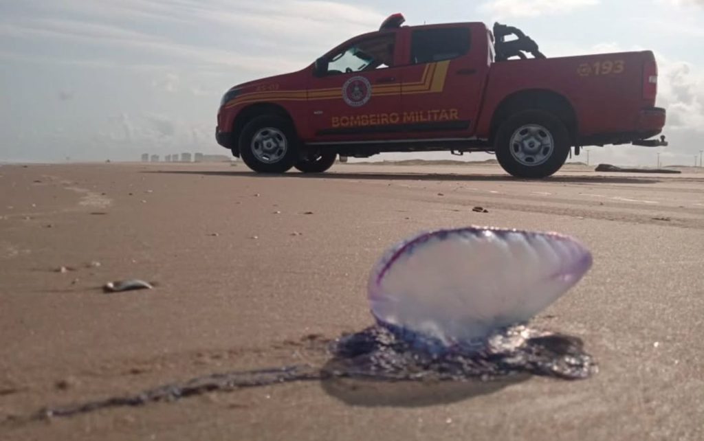 Acidentes com caravelas aumentam 342% em praias de Sergipe no ano de 2026