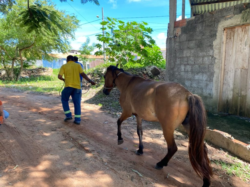 Apreensão de animais de grande porte é realizada pela Prefeitura de Aracaju
