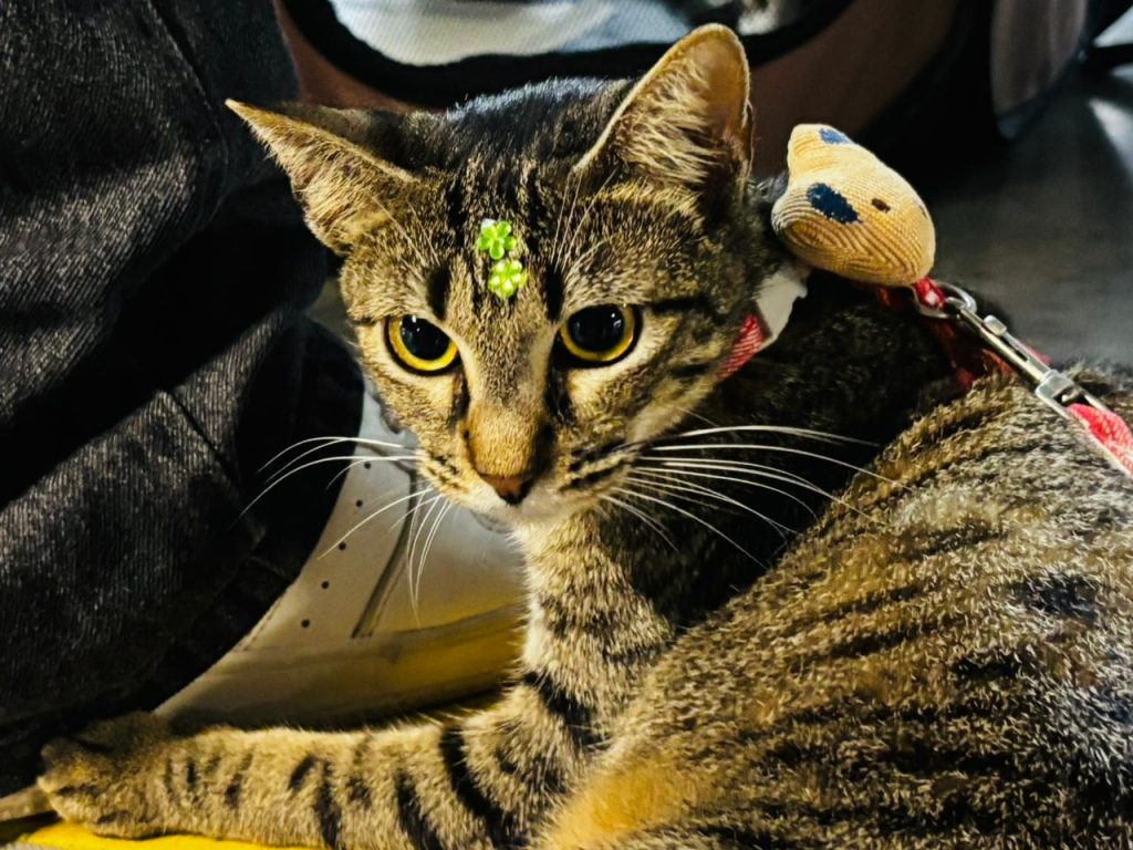 Aracaju promove campanha de adoção de animais no Shopping Riomar neste fim de semana