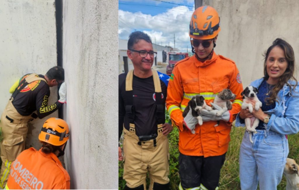 Bombeiros resgatam três filhotes presos entre casas em Sergipe
