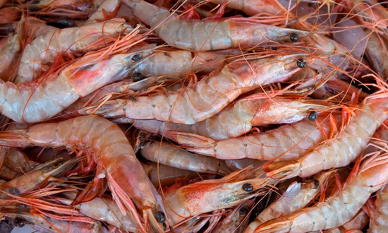 Pesca do camarão será proibida em SE, AL e BA a partir de dezembro