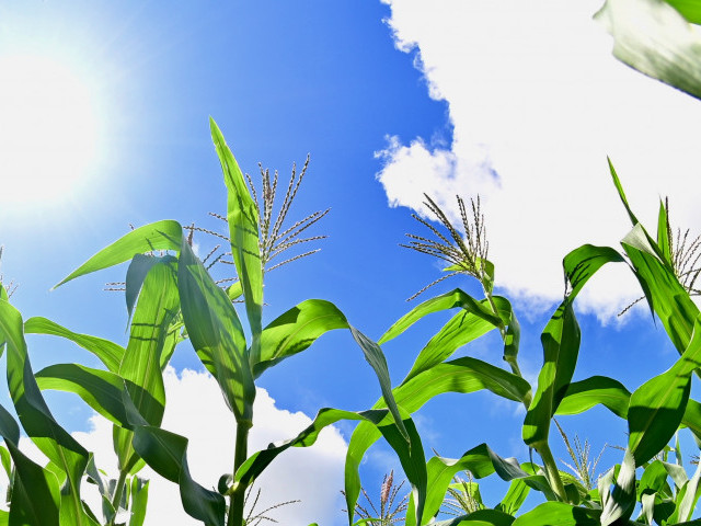 Perímetros irrigados de Sergipe aumentam produção de alimentos para o São João