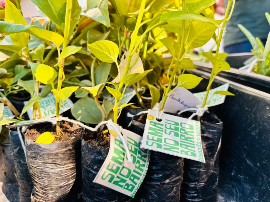 Prefeitura de Aracaju distribui 200 mudas em ação no bairro Olaria