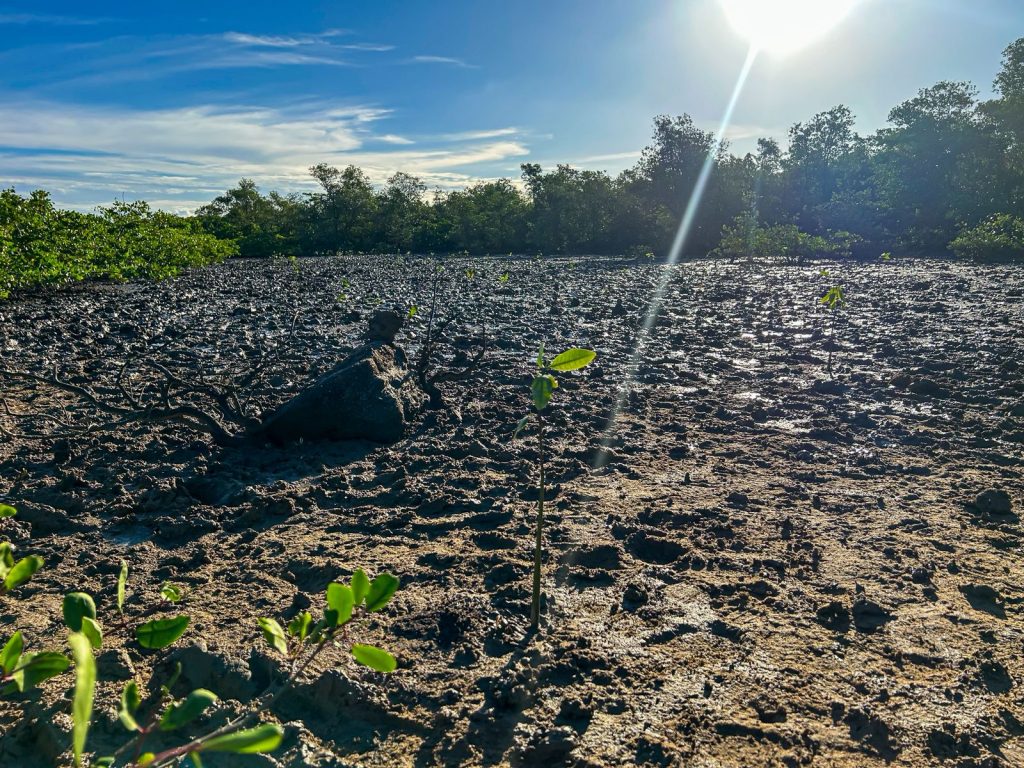 Prefeitura de Aracaju planta 100 mudas de mangue na Zona Norte
