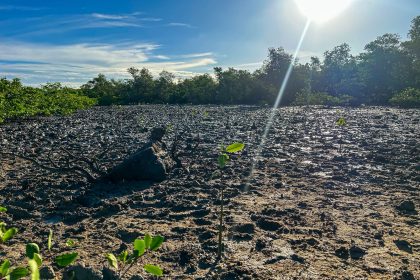 Prefeitura de Aracaju planta 100 mudas de mangue na Zona Norte