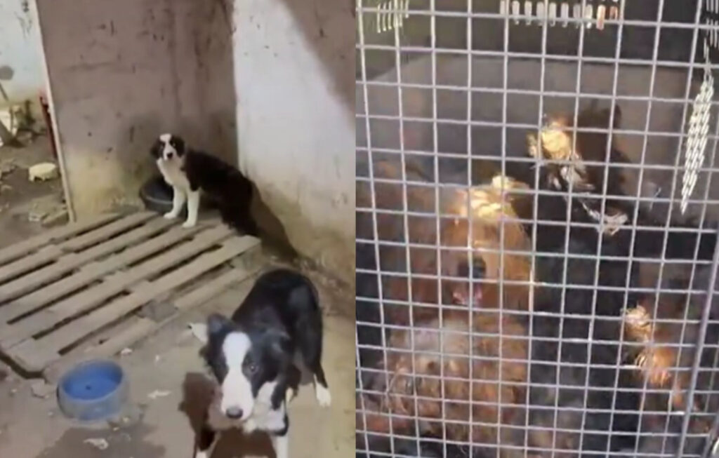 Canil clandestino com mais de 20 cães é fechado em Estância; homem é preso