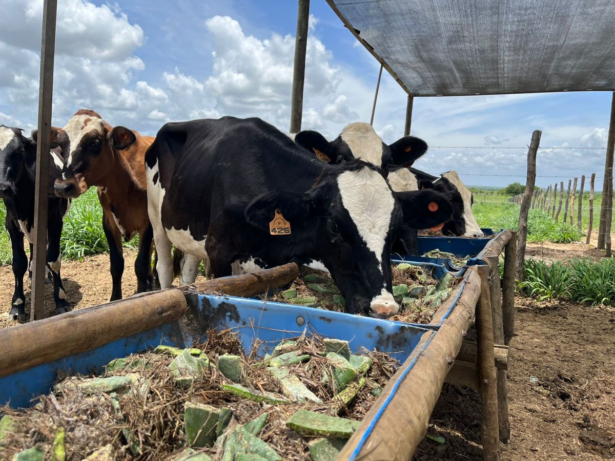 Embrapa sedia Rally Forrageiras em Sergipe para fortalecer produção de leite