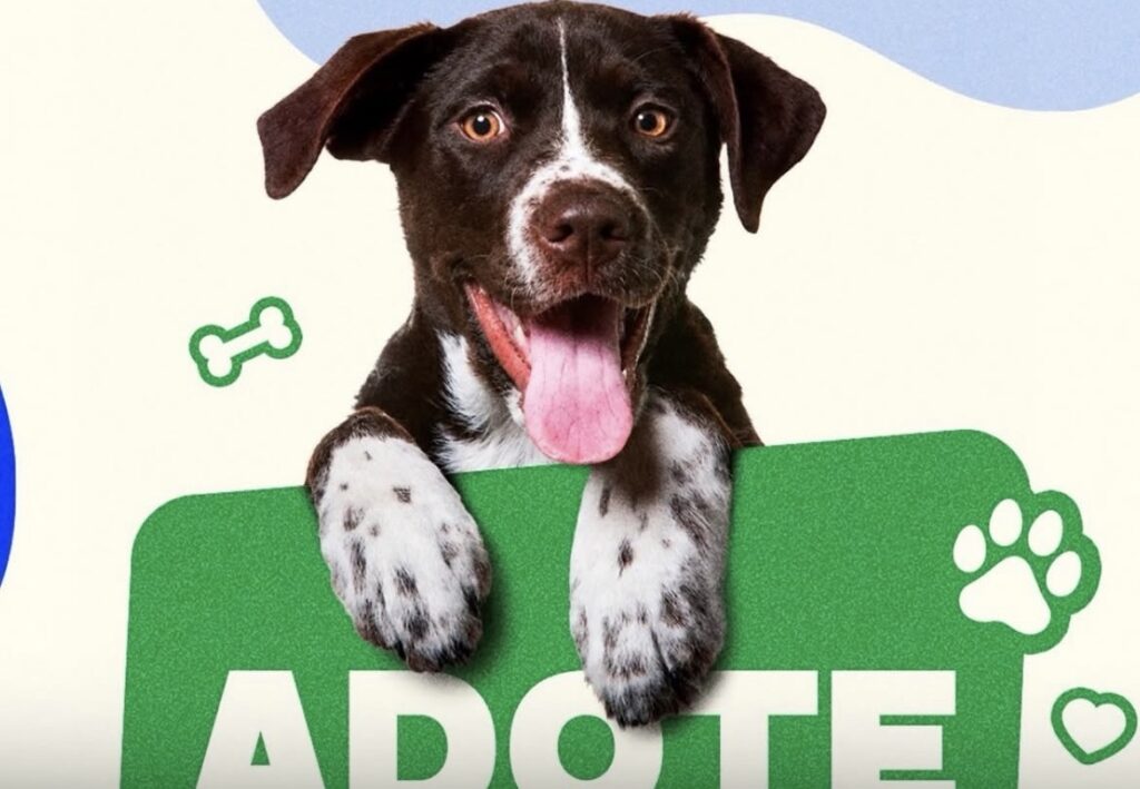 Feira de Adoção de Cães acontece em Nossa Senhora do Socorro nesta sexta-feira