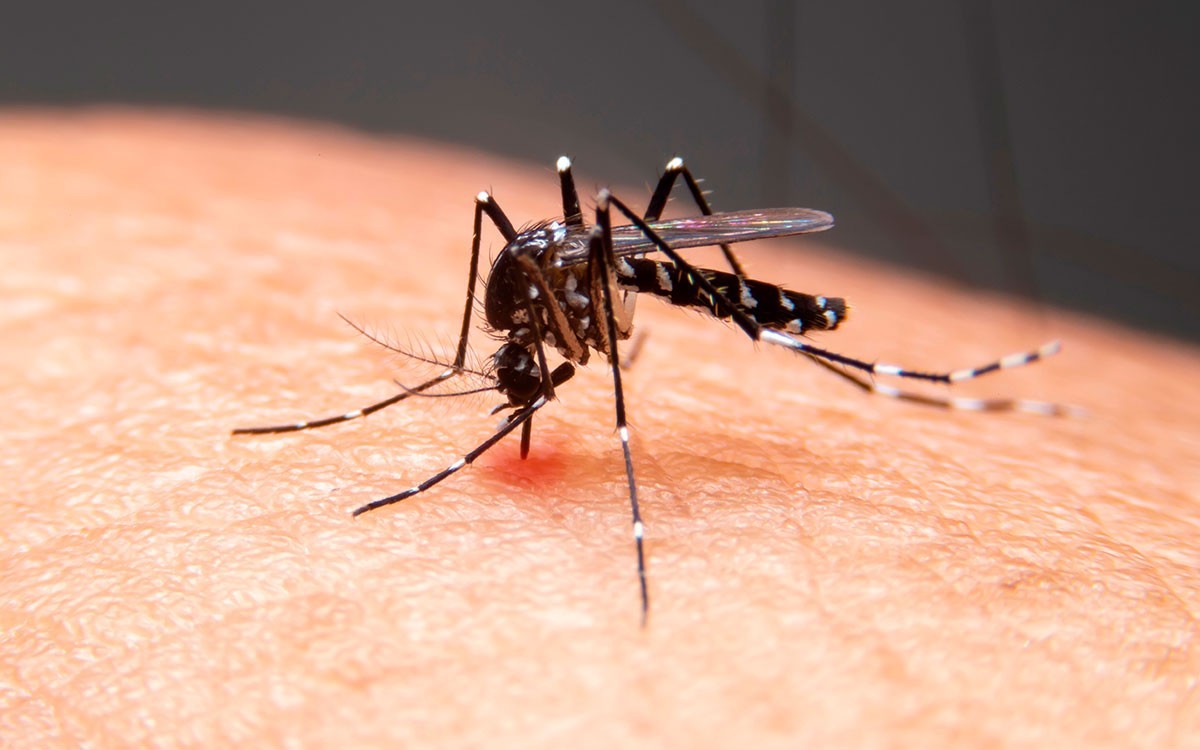 Três bairros de Aracaju registram alto índice do Aedes aegypti