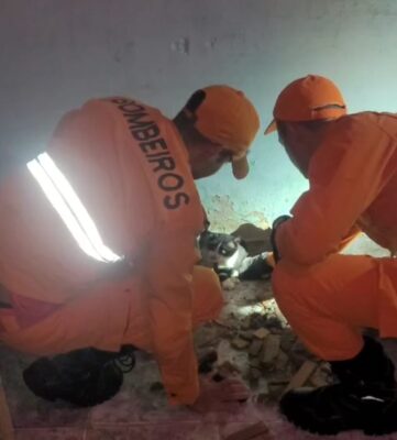 Bombeiros abrem parede e retiram gato preso no Porto Dantas