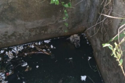 Cão é resgatado de bueiro na BR-101 em Sergipe com escada improvisada