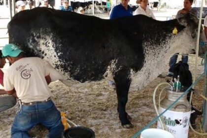 Festa do Leite em Santa Rosa do Ermírio deve gerar R mi e atrair 20 mil