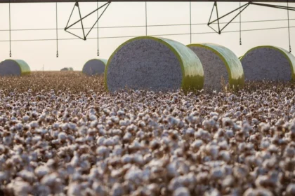 Entenda mudança no mapa que tirou Sorriso do topo da produção agrícola