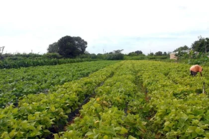 Segurança alimentar e povos indígenas têm R$ 64,3 milhões em crédito