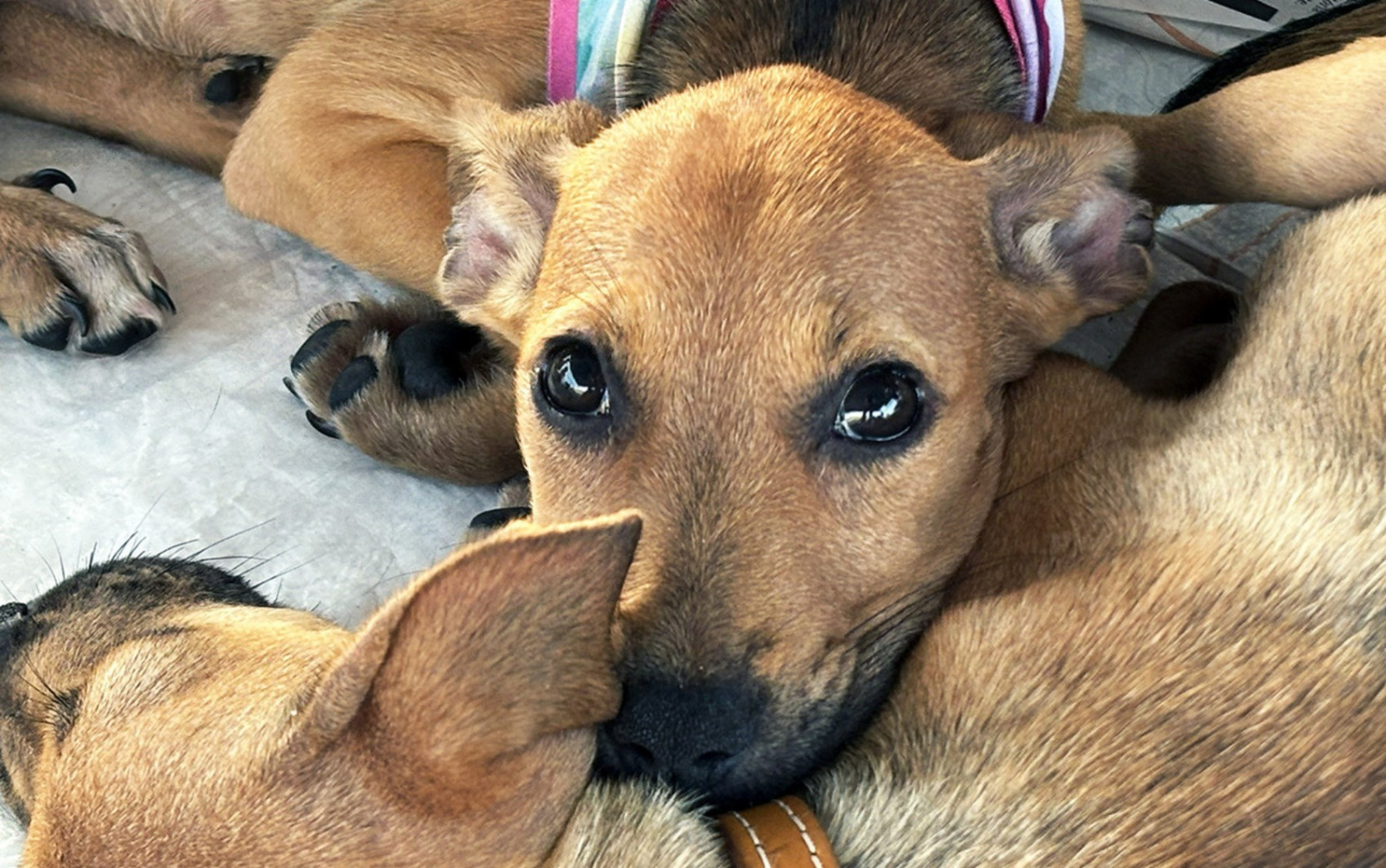 Adote: 30 cães e gatos disponíveis no Shopping Jardins em Aracaju